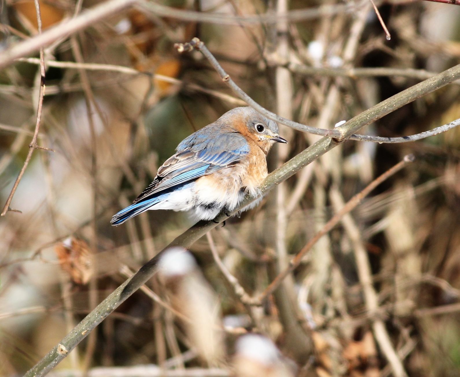 Photos: A cold, snowy day at Crab Orchard